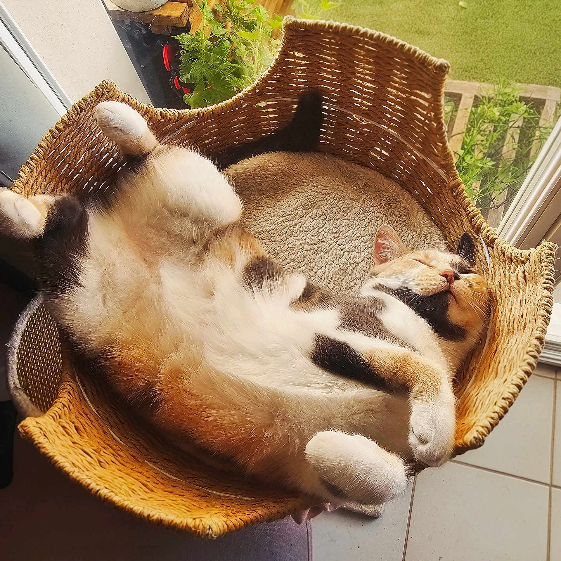 Yuna participe au concours pour gagner de l'argent avec cette photo : cat, calico, sleeping, basket, cozy, indoor, sunlight, window, greenery, relaxed, pet, feline, fur, resting, home, floor, tile, plant, cute, animal