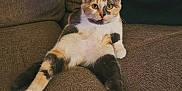Yuna a rejoint le concours — aidez-le/la à gagner de superbes lots ! cat, calico, pet, animal, feline, couch, brown, fur, relaxed, sitting, indoor, cute, whiskers, ears, paws, looking, alert, home, cozy, domestic