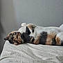 Yuna a rejoint le concours — aidez-le/la à gagner de superbes lots ! cat, calico, lying_down, bed, bedroom, feline, pet, domestic_animal, fur, whiskers, relaxed, indoor, cute, animal, sleepy, paw, head, resting, cozy, texture