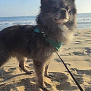 Mafia is registered to the contest to win money with this photo: dog, beach, sand, ocean, sky, sunlight, leash, harness, outdoor, animal, pet, canine, standing, nature, daytime, water, waves, fur, muzzle, portrait