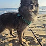 dog, beach, sand, ocean, sky, sunlight, leash, harness, outdoor, animal, pet, canine, standing, nature, daytime, water, waves, fur, muzzle, portrait