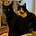 Onyx