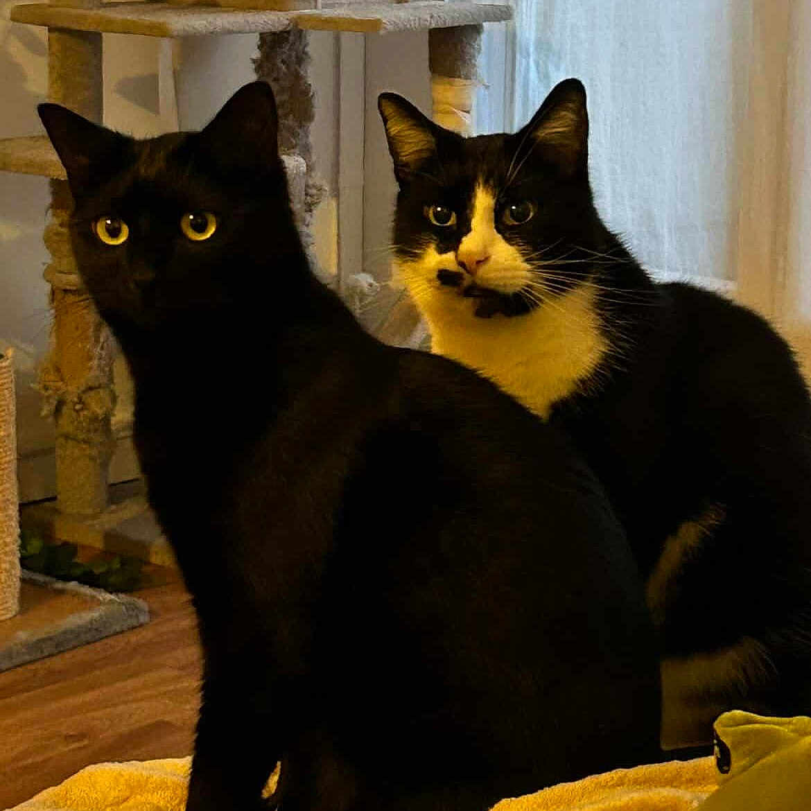 Onyx