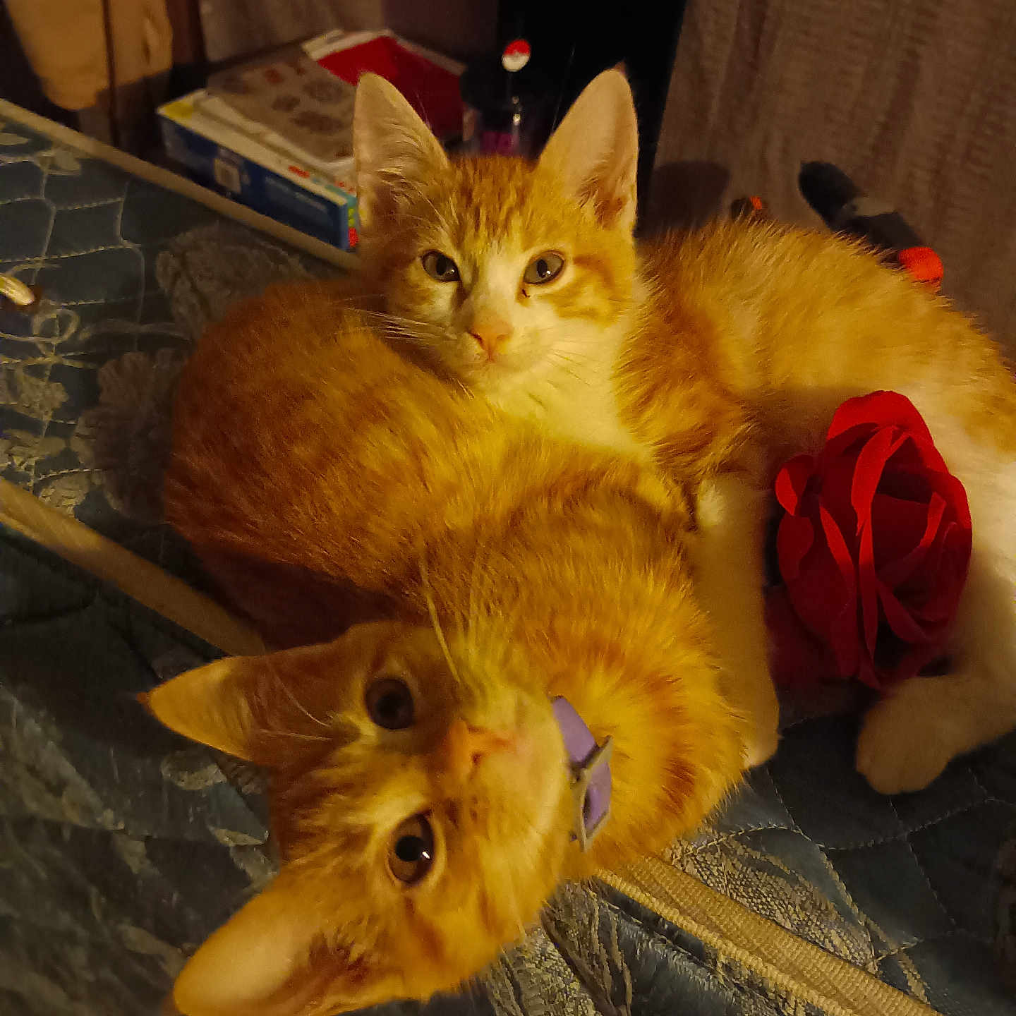 Dove And Red is registered to the contest to win money with this photo: abyssinian, animal, armchair, box, cat, chair, computer, couch, flower, furniture, hardwood, kitten, manx, pet, plant, plywood, rose, shelf, siamese, wood