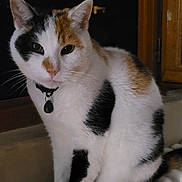 Plume a rejoint le concours — aidez-le/la à gagner de superbes lots ! animal, black, calico, cat, collar, curious, domestic, feline, fur, indoor, orange, pet, portrait, quiet, radiator, sitting, whiskers, white, window, wooden_frame