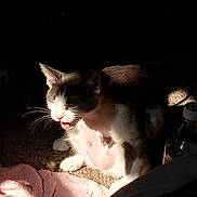Ricky is registered to the contest to win money with this photo: cat, animal, pet, indoor, carpet, pink_towel, water_bottle, sunlight, shadow, feline, whiskers, mouth_open, resting, fur, domestic, mammal, light_contrast, closeup, cute, relaxed