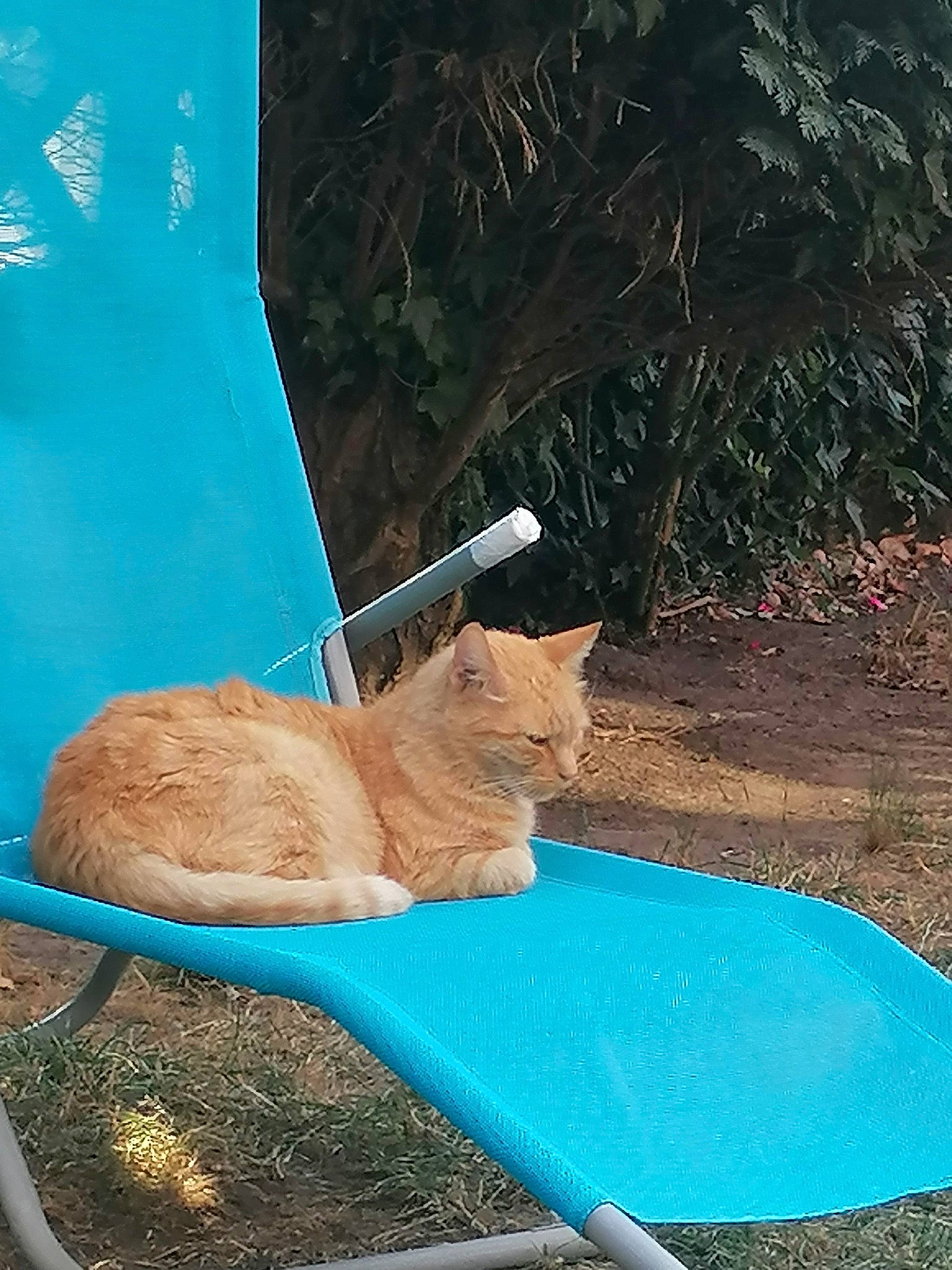 Toulouse a rejoint le concours — aidez-le/la à gagner de superbes lots ! azure, carnivore, cat, cat_supply, chair, domestic_short_haired_cat, electric_blue, fawn, felidae, fur, grass, leisure, outdoor_furniture, plant, small_to_medium_sized_cats, tail, tints_and_shades, whiskers, wildlife, wood