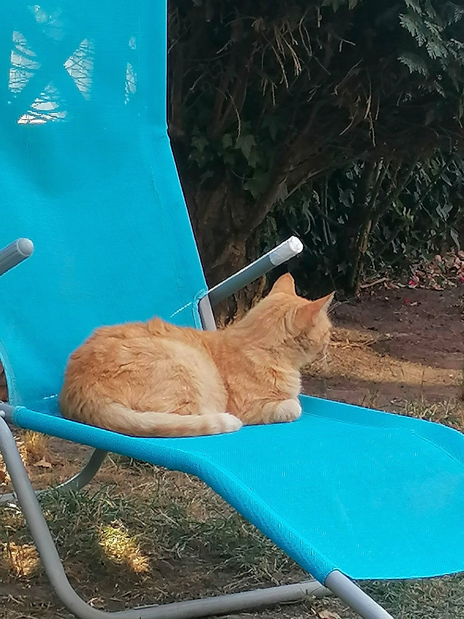 Toulouse participe au concours pour gagner de l'argent avec cette photo : azure, carnivore, cat, chair, domestic_short_haired_cat, electric_blue, fawn, felidae, fur, grass, leisure, outdoor_furniture, plant, small_to_medium_sized_cats, tail, terrestrial_animal, tints_and_shades, whiskers, wildlife, wood