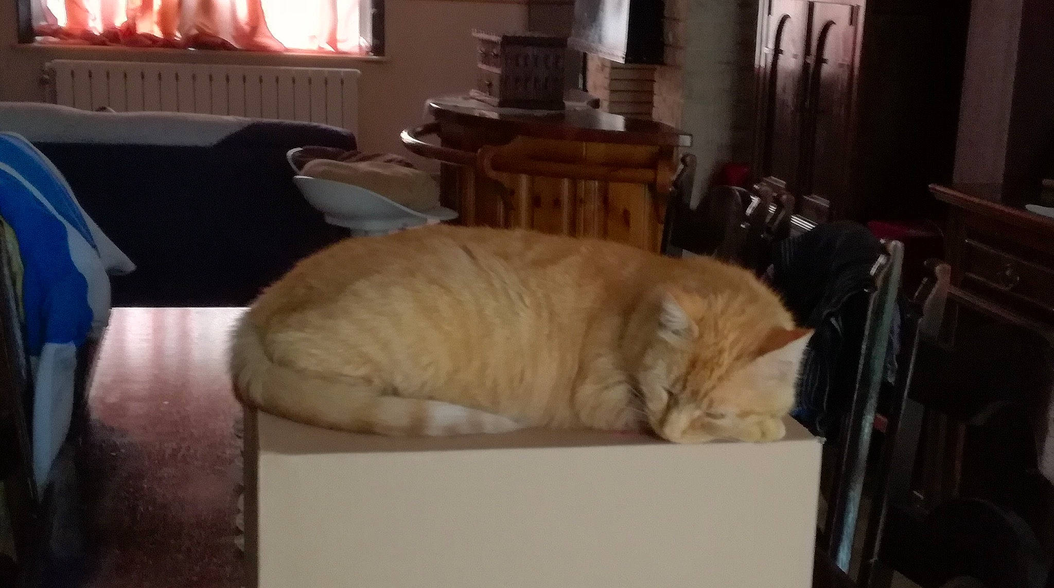 Toulouse participe au concours pour gagner de l'argent avec cette photo : canidae, carnivore, cat, chair, comfort, companion_dog, domestic_short_haired_cat, fawn, felidae, flooring, fur, hardwood, houseplant, room, small_to_medium_sized_cats, snout, sporting_group, tail, whiskers, wood