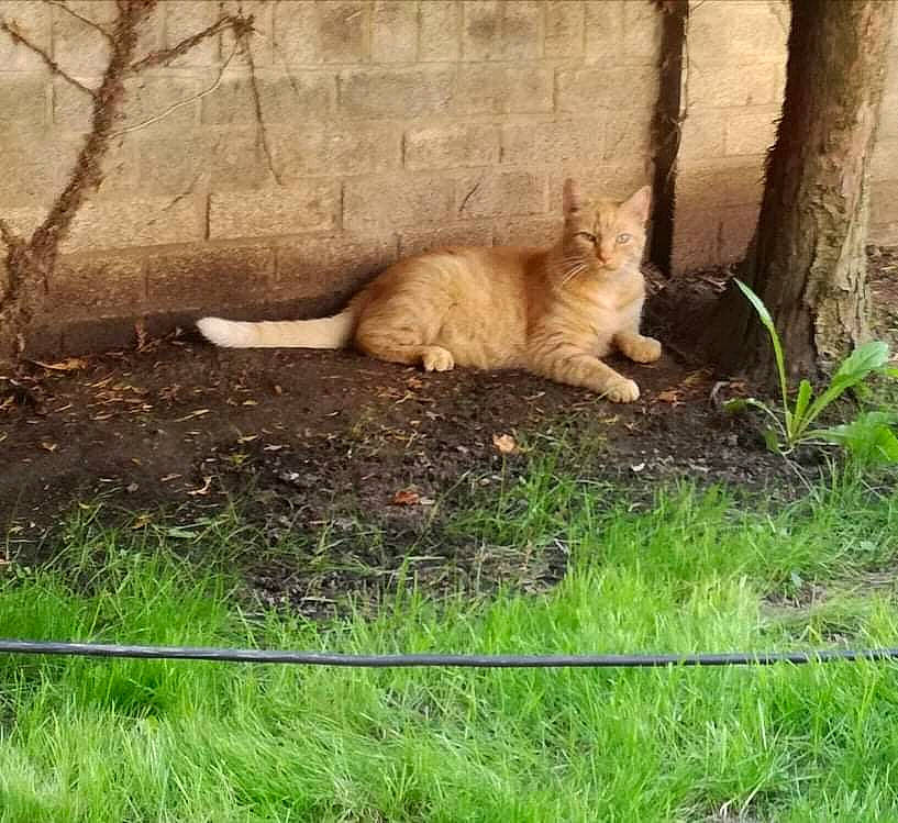 Toulouse a rejoint le concours — aidez-le/la à gagner de superbes lots ! big_cats, carnivore, cat, domestic_short_haired_cat, fawn, felidae, fur, grass, grass_family, grassland, groundcover, plant, small_to_medium_sized_cats, snout, tail, terrestrial_animal, tree, trunk, whiskers, wood