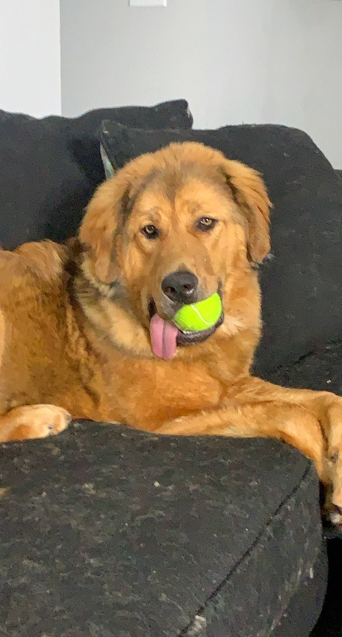 Kiba is registered to the contest to win money with this photo: ancient_dog_breeds, canidae, carnivore, companion_dog, dog, dog_breed, fawn, flooring, fur, giant_dog_breed, guard_dog, gun_dog, liver, paw, retriever, snout, sporting_group, working_animal, working_dog