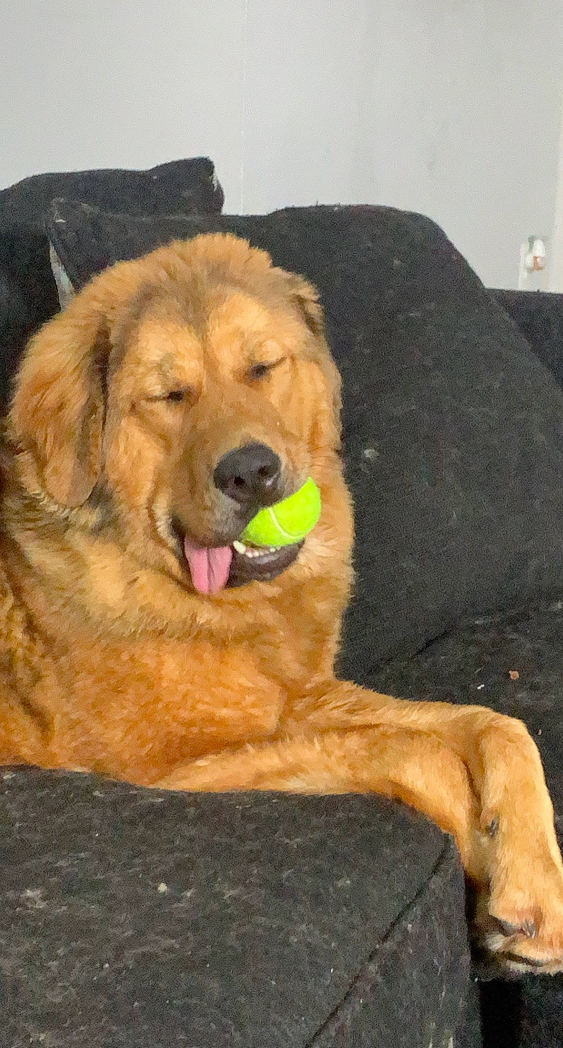 Kiba is registered to the contest to win money with this photo: biting, canidae, carnivore, companion_dog, couch, dog, dog_breed, fawn, fur, guard_dog, gun_dog, liver, paw, snout, sporting_group, working_animal, working_dog