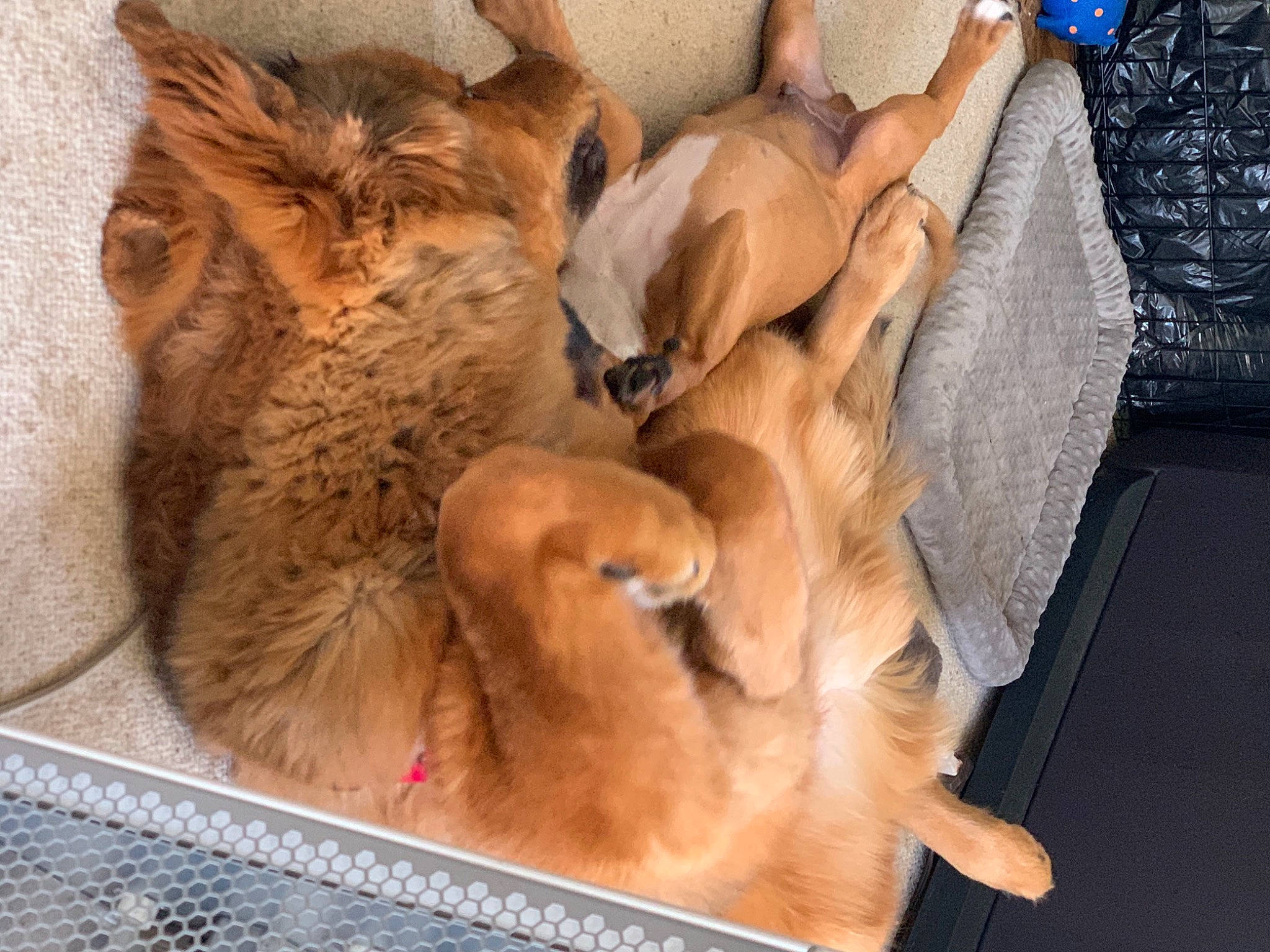 Kiba is registered to the contest to win money with this photo: big_cats, canidae, carnivore, comfort, companion_dog, computer_keyboard, dog, dog_breed, fawn, felidae, input_device, lion, office_equipment, paw, peripheral, small_to_medium_sized_cats, snout, sporting_group, terrestrial_animal, whiskers