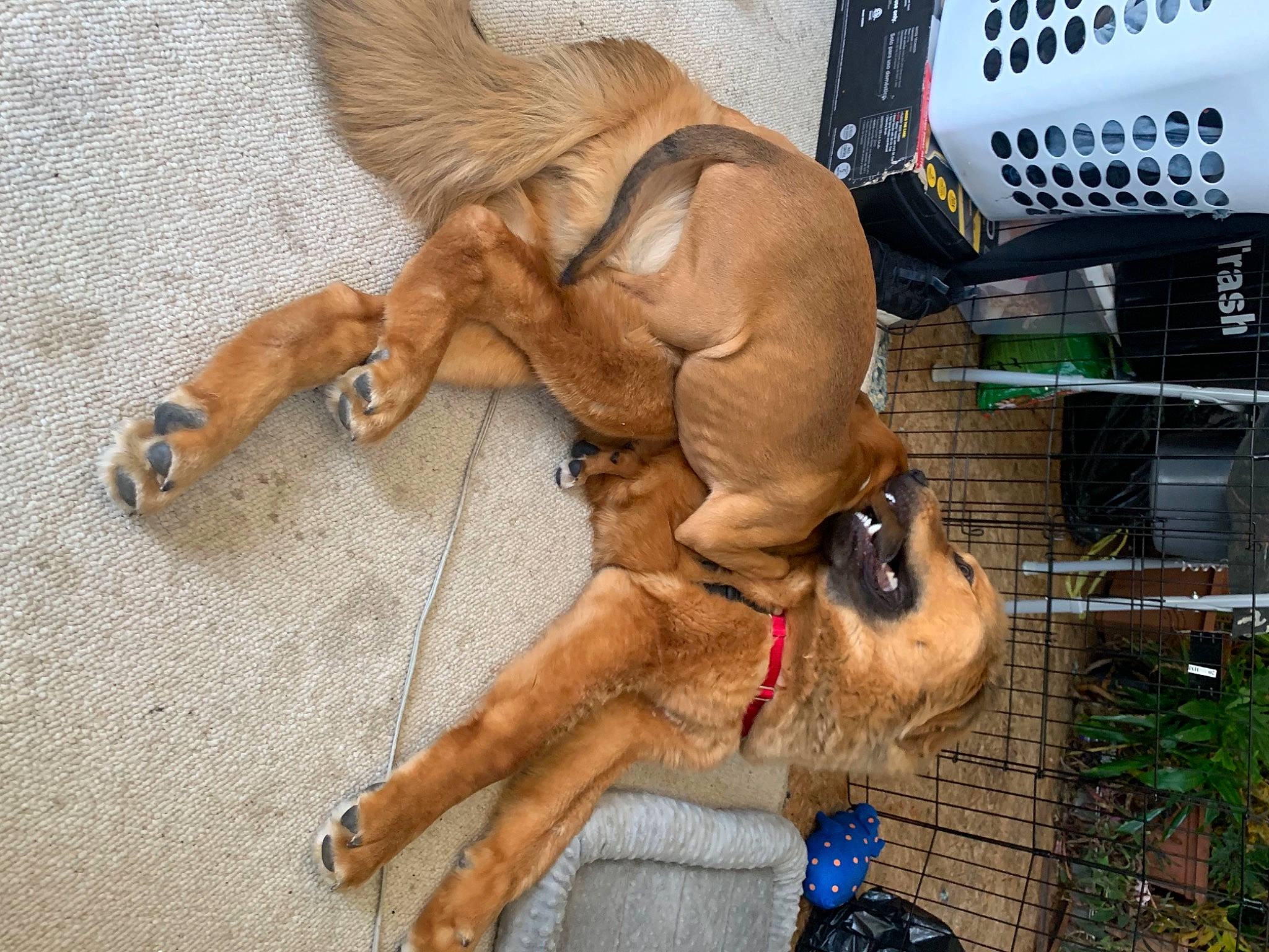 Kiba joined the competition — help win amazing prizes! canidae, claw, dog_breed, fawn, fur, human_leg, liver, livestock, mammal, paw, plant, snout, sporting_group, tail, terrestrial_animal, vertebrate, wildlife, wood, working_animal