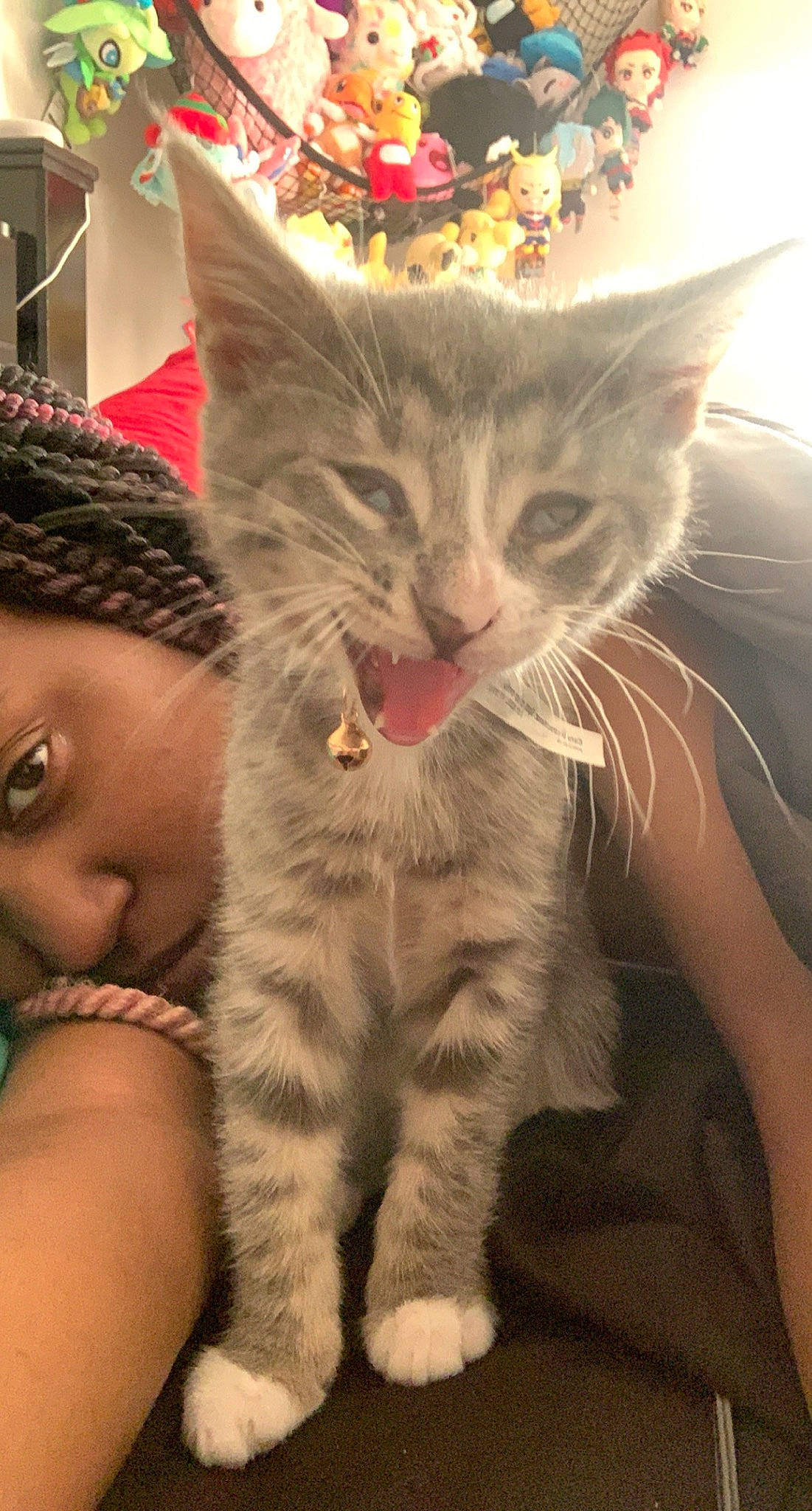 Link joined the competition — help win amazing prizes! carnivore, cat, claw, comfort, domestic_short_haired_cat, ear, felidae, foot, fur, gesture, happy, organ, paw, small_to_medium_sized_cats, snout, tail, whiskers