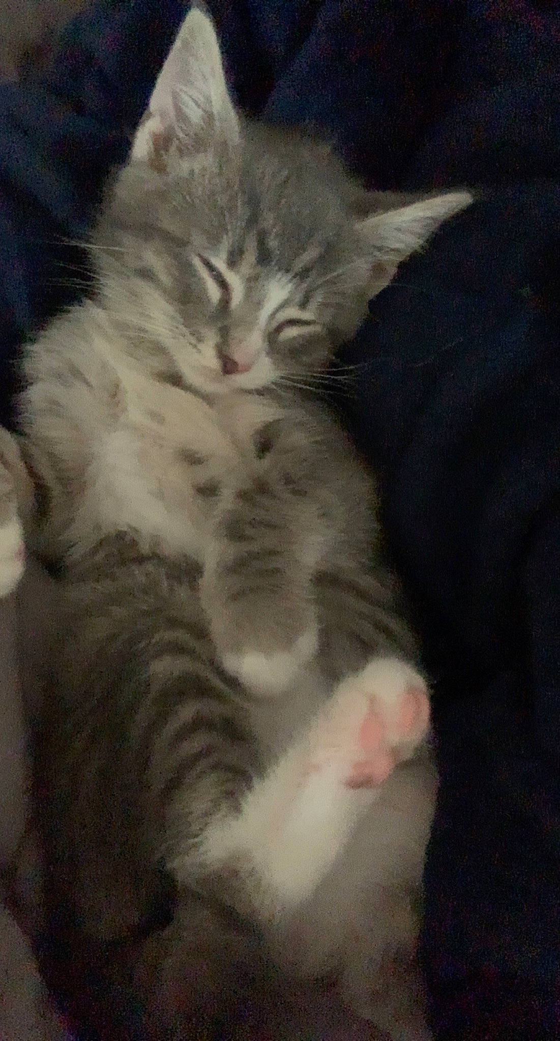 Link joined the competition — help win amazing prizes! carnivore, cat, claw, comfort, domestic_short_haired_cat, ear, felidae, fur, nap, paw, small_to_medium_sized_cats, snout, tail, whiskers