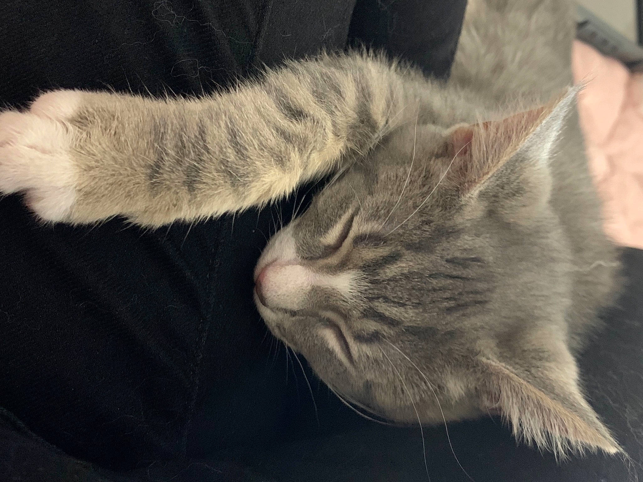Link is registered to the contest to win money with this photo: carnivore, cat, claw, comfort, domestic_short_haired_cat, ear, felidae, fur, gesture, nap, paw, sleep, small_to_medium_sized_cats, snout, tail, whiskers