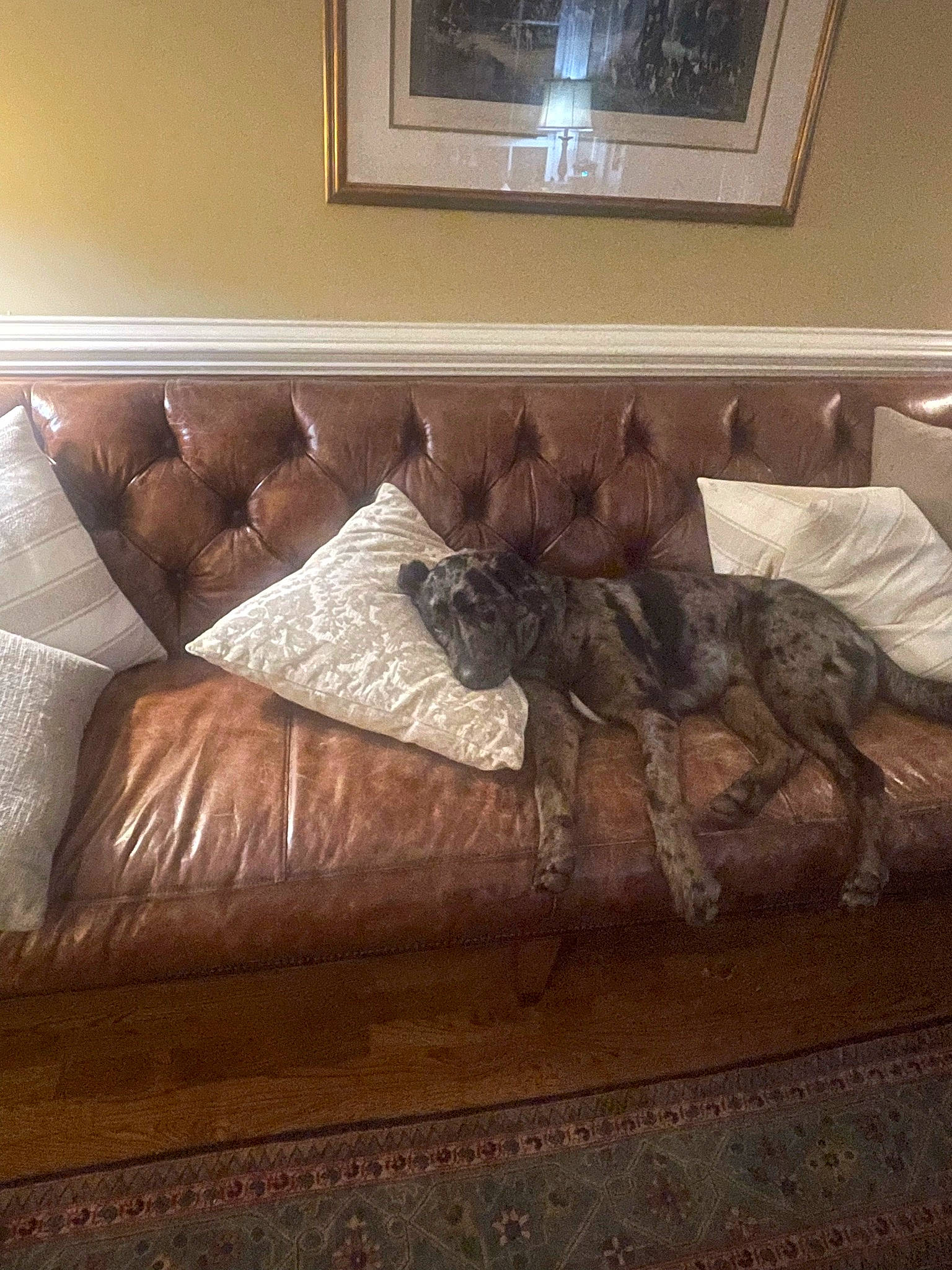 Cutty is registered to the contest to win money with this photo: brown, comfort, couch, floor, flooring, furniture, hardwood, interior_design, laminate_flooring, lighting, linens, living_room, picture_frame, pillow, rectangle, sofa_bed, studio_couch, textile, wood, wood_stain