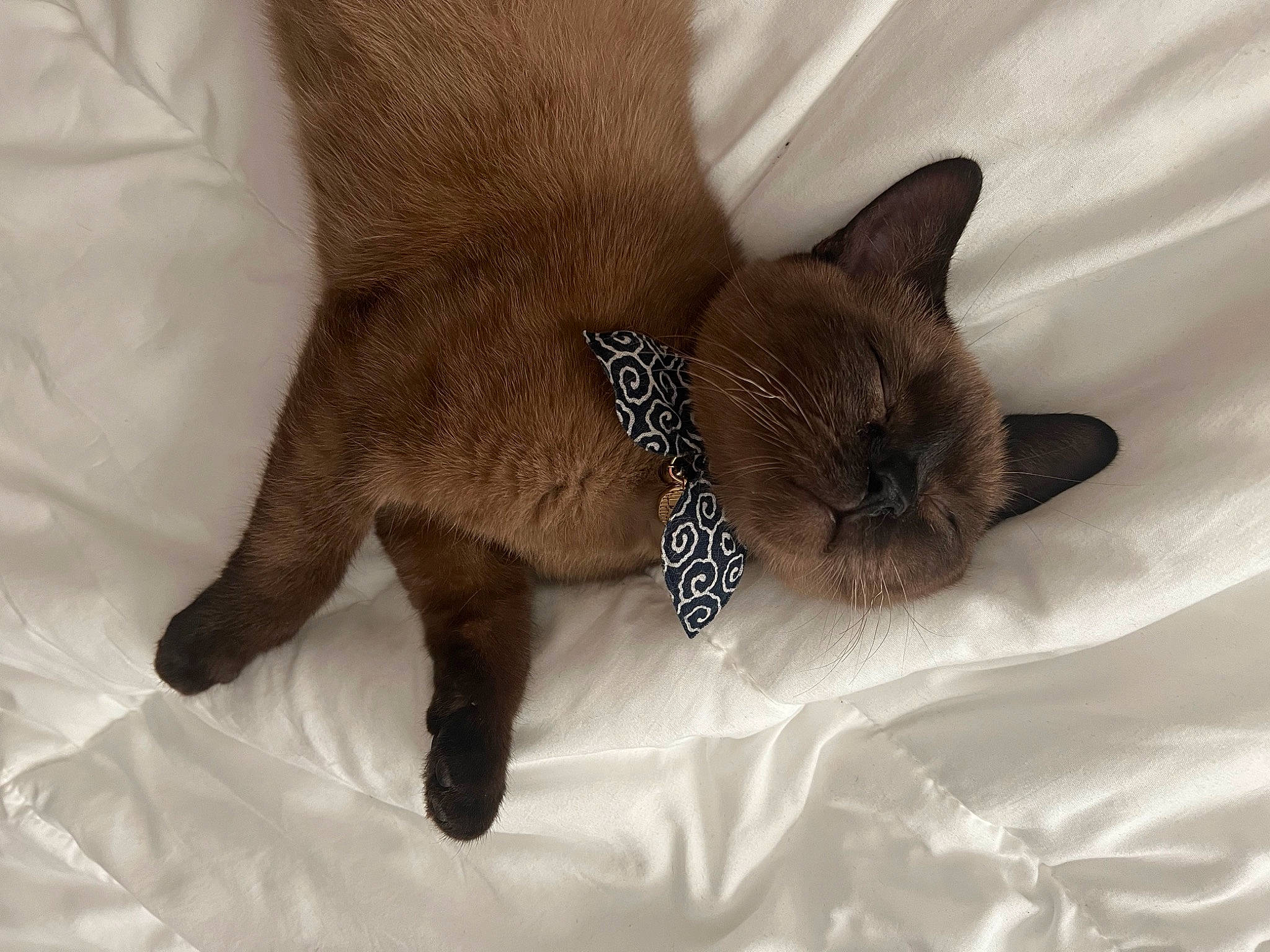 Appa joined the competition — help win amazing prizes! carnivore, cat, cat_supply, claw, comfort, domestic_short_haired_cat, fawn, felidae, fur, linens, liver, nap, paw, siamese, sleep, small_to_medium_sized_cats, snout, tail, terrestrial_animal, whiskers