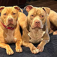 Oakley And Nala joined the competition — help win amazing prizes! dog, pit_bull, pet, animal, canine, indoor, bed, resting, lying_down, brown_fur, short_hair, ears, paws, floor, looking_at_camera, two_dogs, companions, domestic, cute, calm