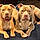 Oakley And Nala