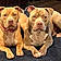 Oakley And Nala