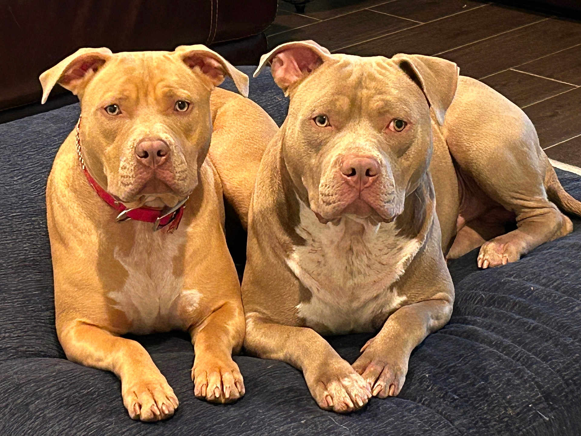 Oakley And Nala joined the competition — help win amazing prizes! dog, pit_bull, pet, animal, canine, indoor, bed, resting, lying_down, brown_fur, short_hair, ears, paws, floor, looking_at_camera, two_dogs, companions, domestic, cute, calm