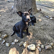 Rollie Pollie Ollie joined the competition — help win amazing prizes! puppy, dog, tree, dirt, rocks, backyard, swing, bicycle, sunlight, shadow, trunk, ears, paws, nose, outdoor, grass_patch, play_area, pet, sleeping, curious