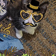 Galaxy is registered to the contest to win money with this photo: cat, animal, pet, cute, glasses, hat, mustache, carpet, decorations, music_notes, fireworks, flowers, roses, digital_overlay, indoor, looking_up, whiskers, paws, playful, colorful