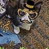 animal, carpet, cat, colorful, cute, decorations, digital_overlay, fireworks, flowers, glasses, hat, indoor, looking_up, music_notes, mustache, paws, pet, playful, roses, whiskers