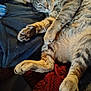 belly, blanket, cat, claws, closeup, cozy, domestic_cat, fabric, fur, indoor, lounging, mammal, nap, paws, pet, portrait, relaxed, sleeping, tabby, whiskers