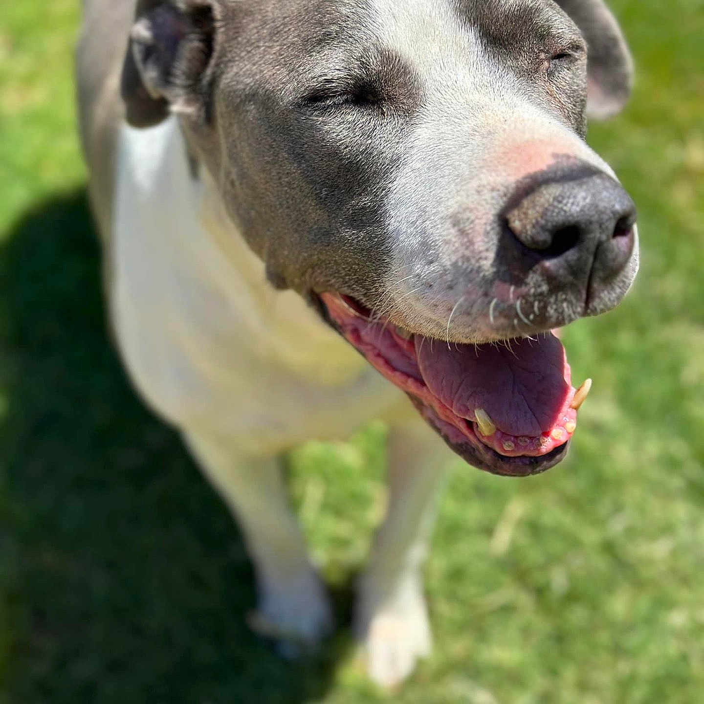 Stoney joined the competition — help win amazing prizes! animal, ball, bodypart, bulldog, canine, dog, football, grass, greatdane, hound, lawn, mouth, pet, pitbull, plant, snout, soccer, soccerball, sport, whitedog