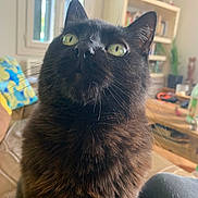 Jahya a rejoint le concours — aidez-le/la à gagner de superbes lots ! cat, black_cat, indoor, pet, feline, curious, green_eyes, fluffy, whiskers, window, natural_light, bookshelf, blanket, cozy, fur, close_up, sitting, domestic_animal, home, relaxed