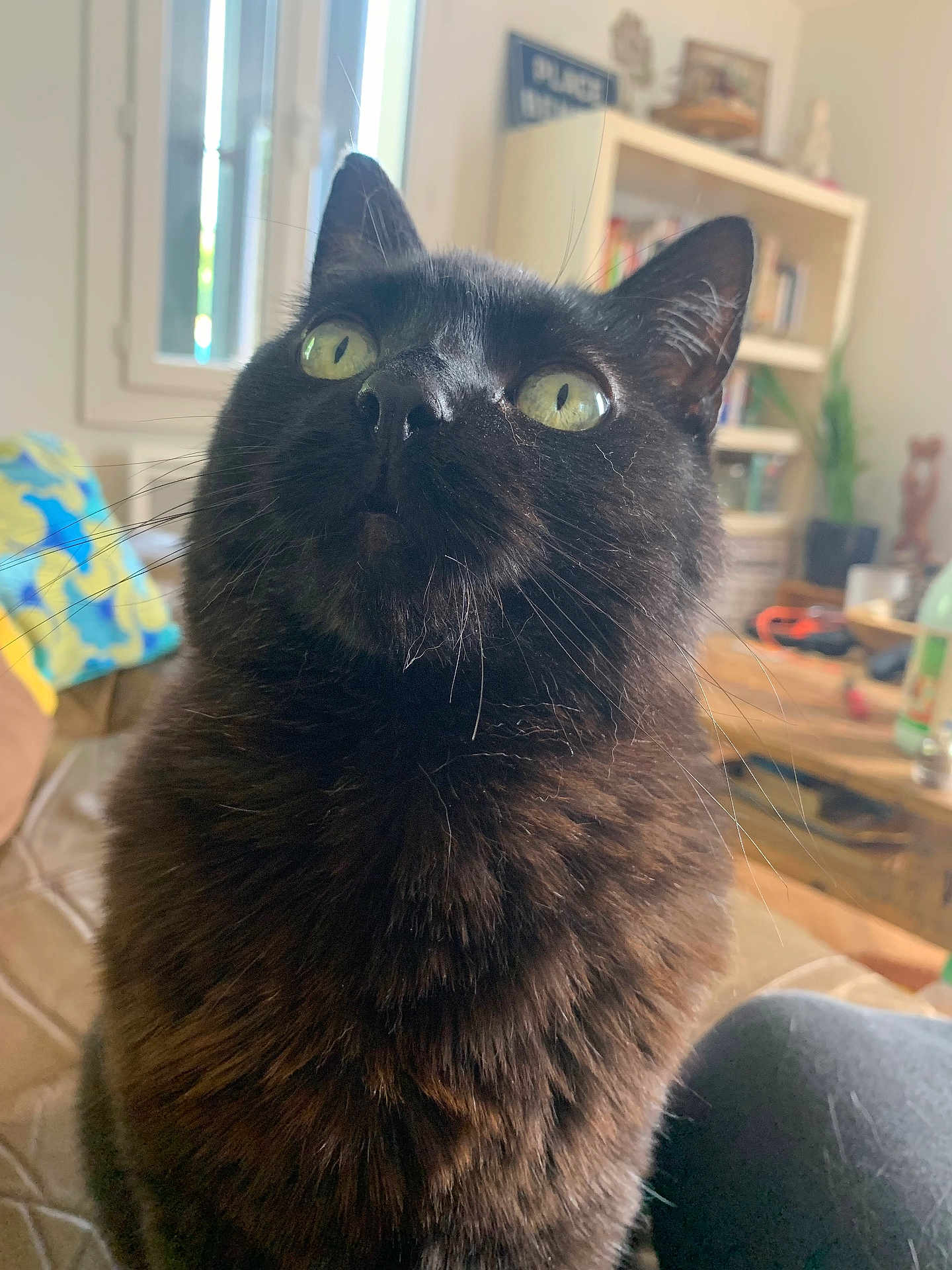 Jahya a rejoint le concours — aidez-le/la à gagner de superbes lots ! cat, black_cat, indoor, pet, feline, curious, green_eyes, fluffy, whiskers, window, natural_light, bookshelf, blanket, cozy, fur, close_up, sitting, domestic_animal, home, relaxed