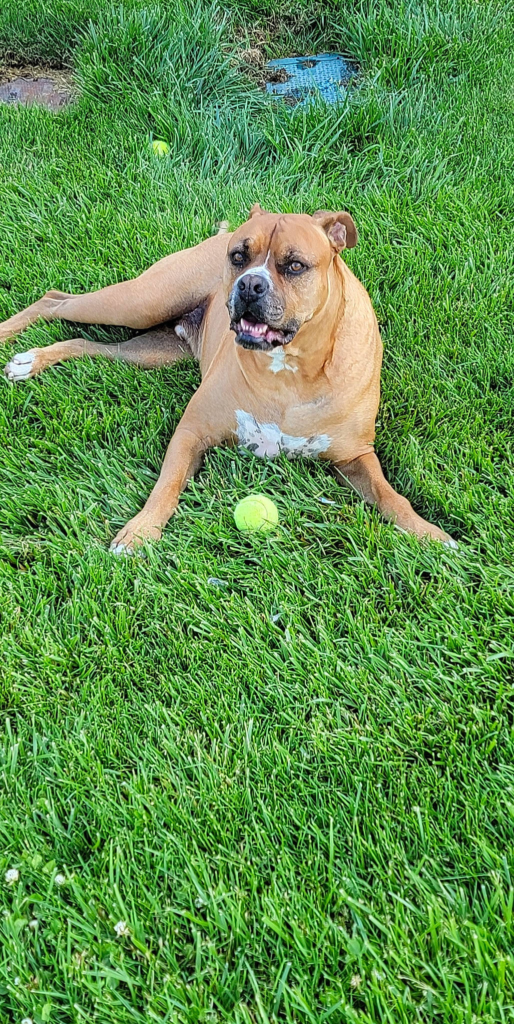 Grizz joined the competition — help win amazing prizes! carnivore, companion_dog, dog, dog_breed, fawn, foot, grass, grassland, groundcover, guard_dog, happy, lawn, leisure, molosser, people_in_nature, plant, snout, sporting_group, working_dog, wrinkle