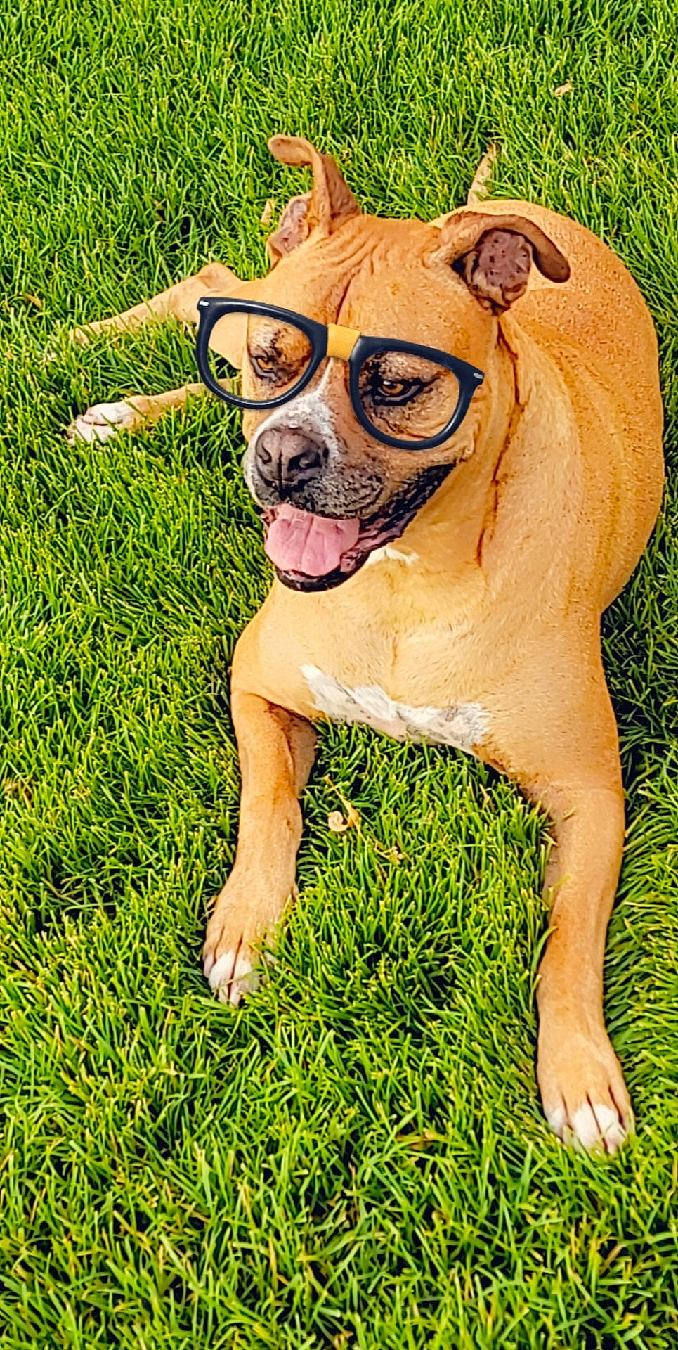Grizz joined the competition — help win amazing prizes! bulldog, carnivore, companion_dog, dog, dog_breed, fawn, grass, groundcover, molosser, people_in_nature, plant, snout, sporting_group, sunglasses, toy_dog, tree, whiskers, working_animal, working_dog, wrinkle