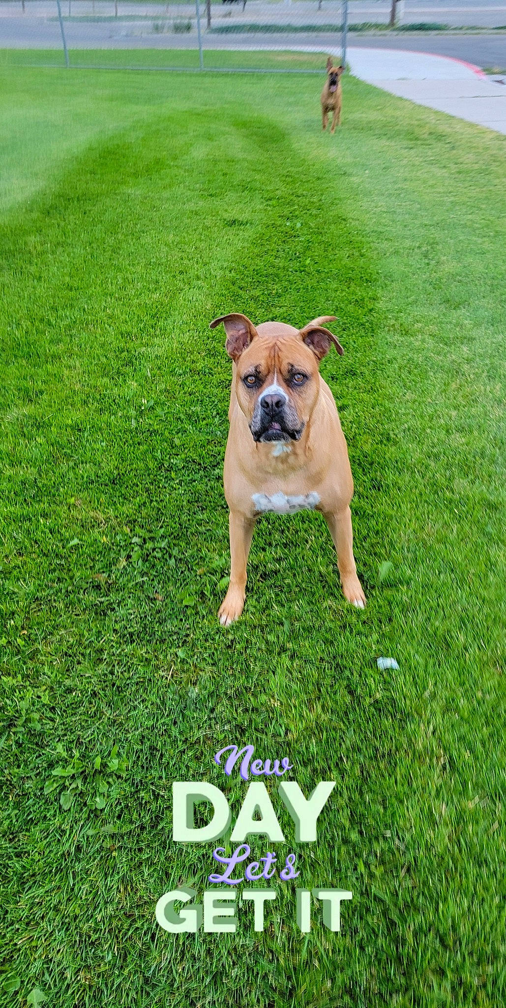 Grizz is registered to the contest to win money with this photo: bulldog, canidae, carnivore, companion_dog, dog, dog_breed, fawn, grass, grass_family, grassland, green, groundcover, lawn, meadow, people_in_nature, plant, snout, sporting_group, toy_dog, working_animal