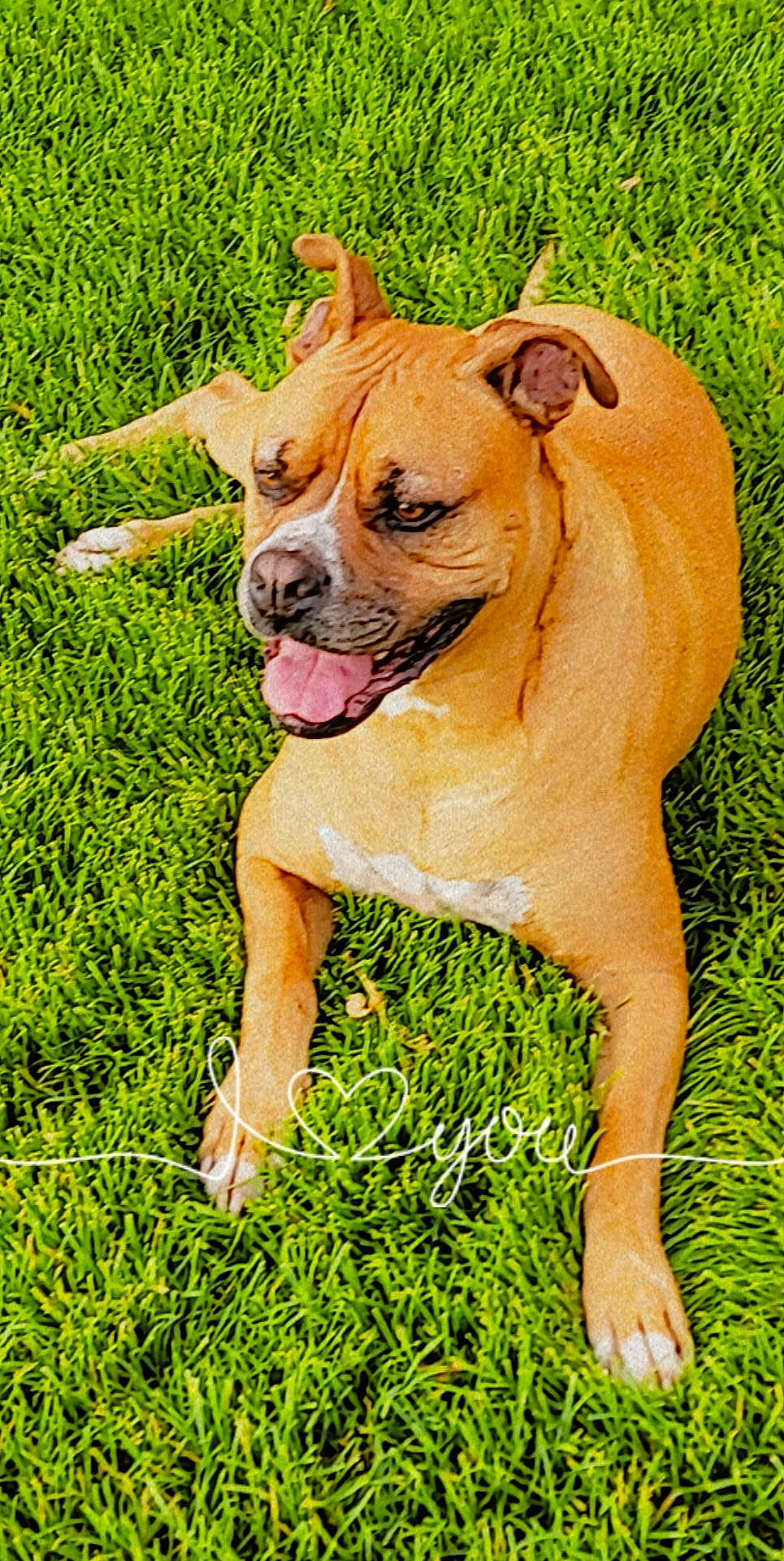 Grizz joined the competition — help win amazing prizes! ancient_dog_breeds, canidae, carnivore, companion_dog, dog, dog_breed, dog_collar, fawn, grass, grassland, groundcover, liver, molosser, people_in_nature, plant, snout, sporting_group, terrestrial_animal, working_dog, wrinkle