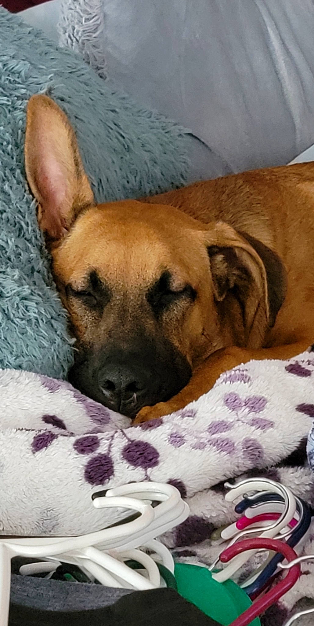 Winston joined the competition — help win amazing prizes! ancient_dog_breeds, bored, carnivore, comfort, companion_dog, dog, dog_breed, dog_supply, fawn, fur, guard_dog, linens, nap, paw, snout, terrestrial_animal, whiskers, working_dog