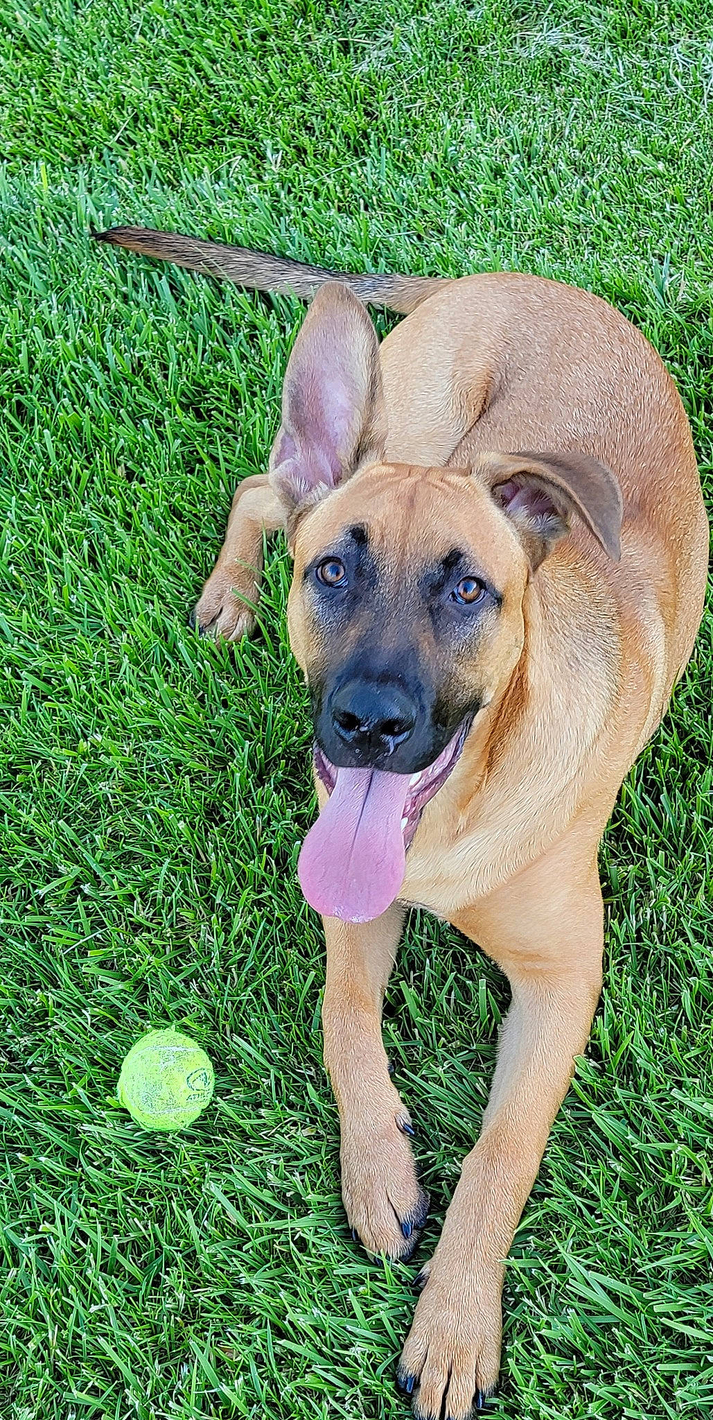 Winston joined the competition — help win amazing prizes! ball, canidae, carnivore, companion_dog, dog, dog_breed, fawn, grass, great_dane, plant, sporting_group, sports_toy, tennis_ball, tree, working_animal, working_dog