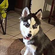 Lexie is registered to the contest to win money with this photo: husky, puppy, dog, indoor, carpet, blue_eyes, fur, pet, animal, tongue_out, cute, sitting, floor, tile, furniture, home, canine, ears, young, domestic