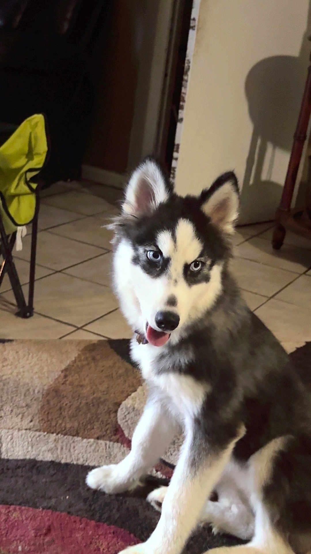 Lexie is registered to the contest to win money with this photo: husky, puppy, dog, indoor, carpet, blue_eyes, fur, pet, animal, tongue_out, cute, sitting, floor, tile, furniture, home, canine, ears, young, domestic