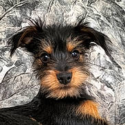 Achille participe au concours pour gagner de l'argent avec cette photo : puppy, dog, close_up, face, fur, black_and_tan, cute, pet, animal, portrait, whiskers, ears, eyes, young, scruffy, looking_at_camera, background, indoor, texture, adorable