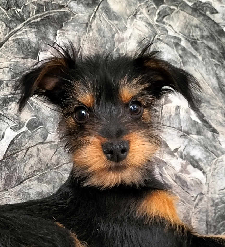 Achille participe au concours pour gagner de l'argent avec cette photo : puppy, dog, close_up, face, fur, black_and_tan, cute, pet, animal, portrait, whiskers, ears, eyes, young, scruffy, looking_at_camera, background, indoor, texture, adorable