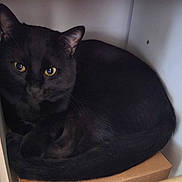 Iris participe au concours pour gagner de l'argent avec cette photo : animal, black_cat, cat, close_up, compact, cozy, curled_up, cute, domestic_animal, feline, fur, indoor, looking, pet, portrait, resting, sitting, sleepy, whiskers, yellow_eyes