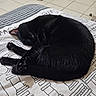 Iris a rejoint le concours — aidez-le/la à gagner de superbes lots ! animal, bed, black_cat, blanket, cat, cozy, curled_up, cute, domestic, feline, fur, indoor, patterned_bedding, peaceful, pet, quiet, relaxation, resting, sleeping, tile_floor