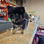 Nuciola participe au concours pour gagner de l'argent avec cette photo : puppy, dog, black_fur, tan_fur, countertop, bar, glassware, bottles, leash, indoor, furniture, chair, table, pet, cute, animal, small_dog, curious, standing, domestic