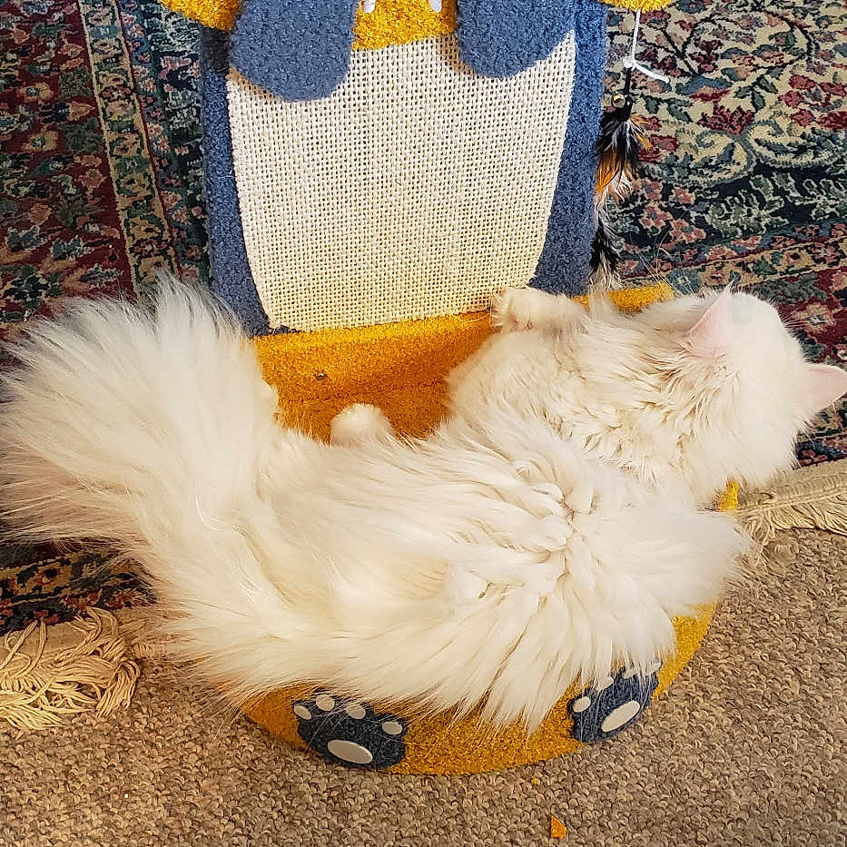 Zac And Mac joined the competition — help win amazing prizes! animal, carpet, cat, cat_furniture, cozy, cute, fish_design, fluffy, fur, home, indoor, patterned_rug, paws, pet, relaxed, resting, scratching_post, toy, whiskers, white_cat