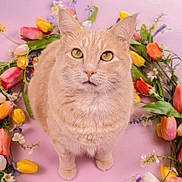Zeus joined the competition — help win amazing prizes! cat, orange_cat, floral_wreath, flowers, tulips, pastel_background, pink_background, pet, animal, cute, portrait, whiskers, feline, closeup, indoor, colorful, decorative, nature, spring, curious