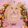 cat, orange_cat, floral_wreath, flowers, tulips, pastel_background, pink_background, pet, animal, cute, portrait, whiskers, feline, closeup, indoor, colorful, decorative, nature, spring, curious
